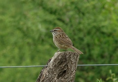 Rhynchospiza strigiceps