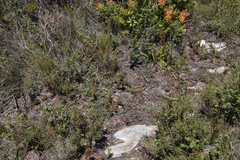 Thamnochortus fruticosus