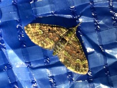 Chloroclystis excisa