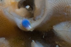 Gibberula dulcis