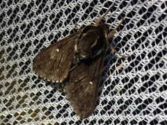 Kentrochrysalis consimilis