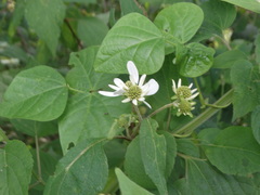Montanoa frutescens