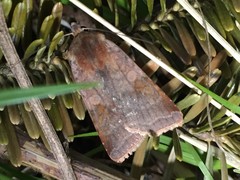 Diarsia pacifica