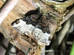 Xanthorhoe semilactescens