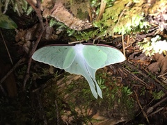 Actias aliena aliena