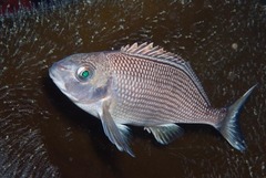 Chirodactylus grandis