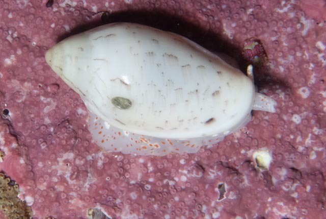 Hout Bay Marginella