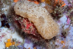 Dromidia hirsutissima