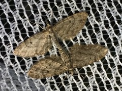 Eupithecia tripunctaria