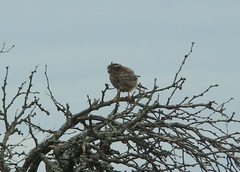 Spiziapteryx circumcincta