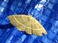 Trisateles emortualis