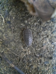 Porcellio scaber