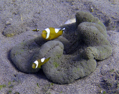 Amphiprion polymnus