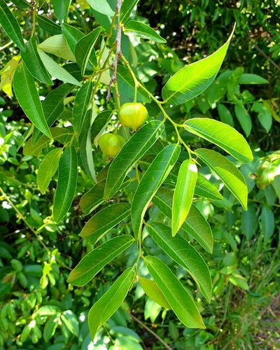 Sclerocroton integerrimus Hochst.