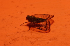 Nogodininae