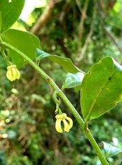 Artabotrys monteiroae