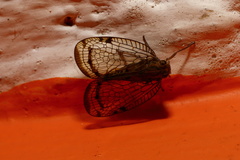 Nogodininae