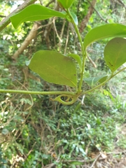 Artabotrys monteiroae