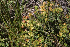 Penaea mucronata