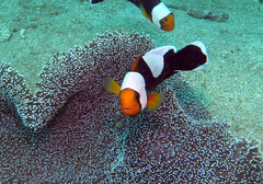 Amphiprion polymnus