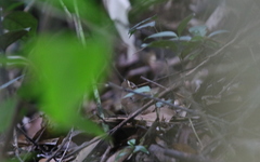 Urosphena squameiceps