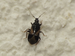 Xylocoris