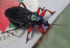 Phonergates bicoloripes