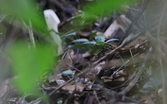 Urosphena squameiceps