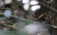 Urosphena squameiceps