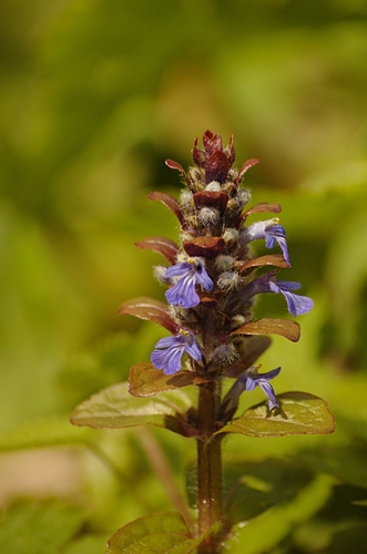 Ajuga reptans