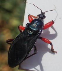 Phonergates bicoloripes