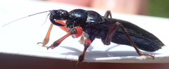 Phonergates bicoloripes