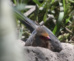 Urocolius indicus indicus