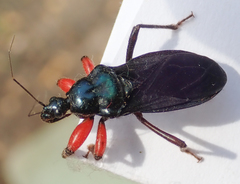 Phonergates bicoloripes