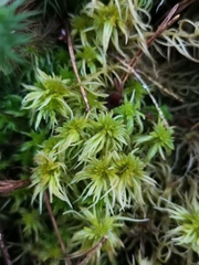 Sphagnum riparium