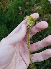 Sphagnum riparium