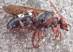 Sphecius