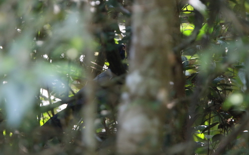 Coral-billed Ground Cuckoo (Carpococcyx renauldi)