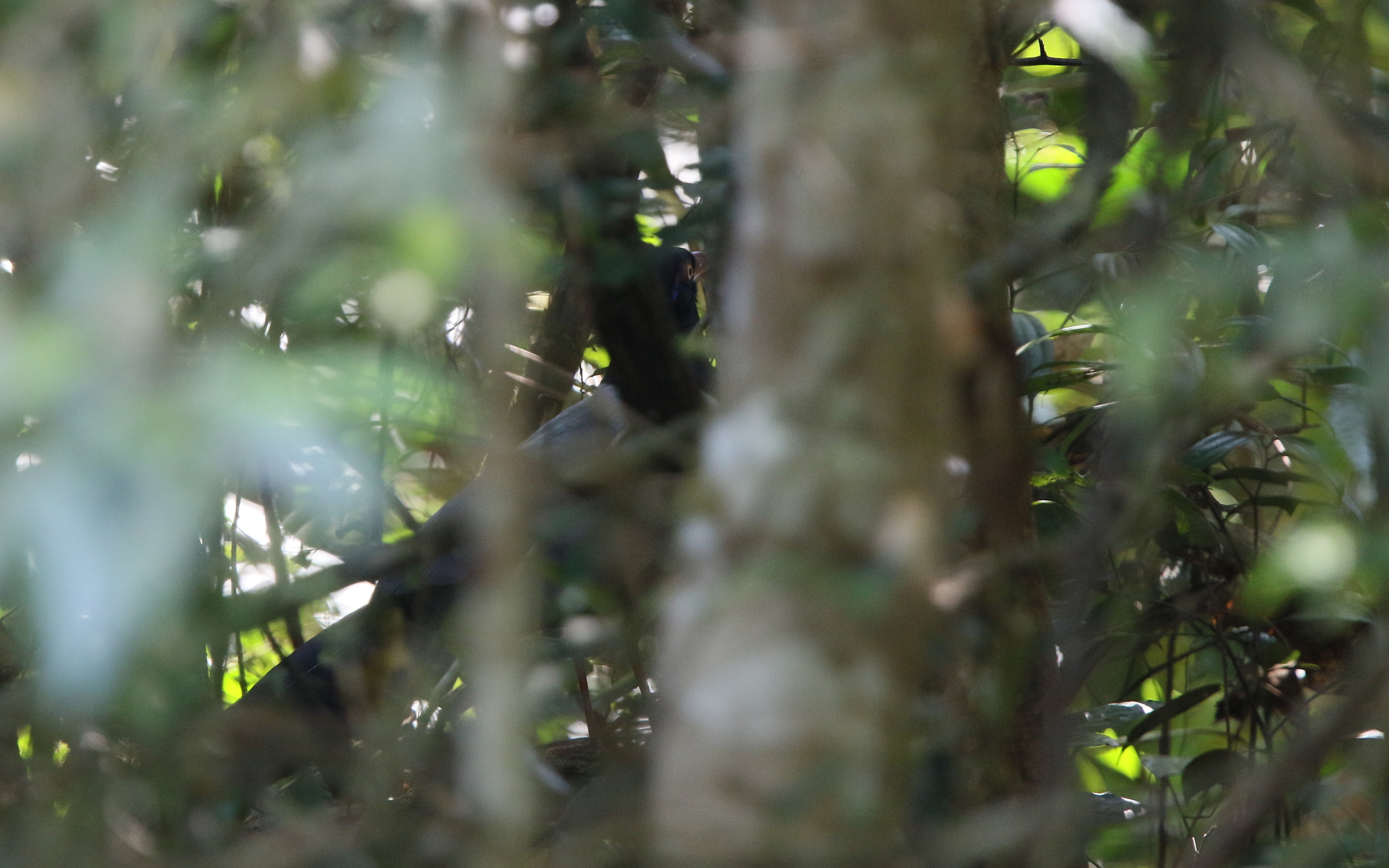 Coral-billed Ground Cuckoo (Carpococcyx renauldi), photo 1
