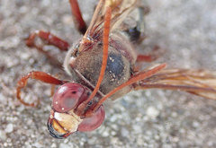 Sphecius