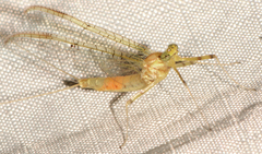 Stenacron interpunctatum interpunctatum