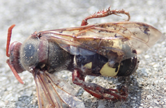 Sphecius