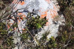 Liparia splendens comantha
