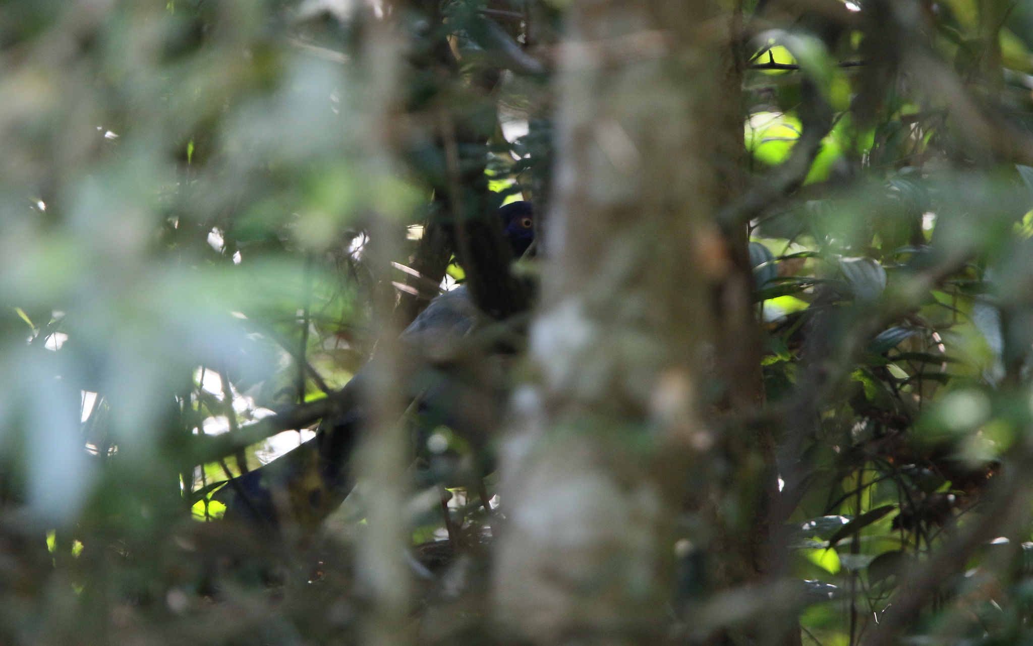Coral-billed Ground Cuckoo (Carpococcyx renauldi), photo 4