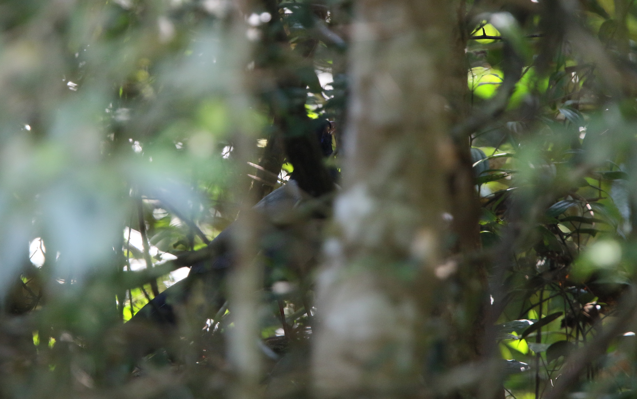 Coral-billed Ground Cuckoo (Carpococcyx renauldi), photo 3