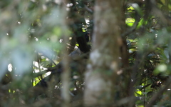 Carpococcyx renauldi