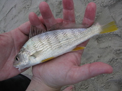 Umbrina coroides