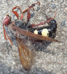 Sphecius