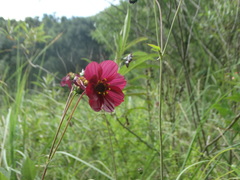 Cosmos scabiosoides