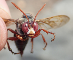 Sphecius